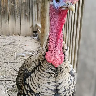 Farm Animals: Turkey  10-18-2024