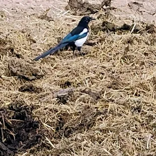 Black-billed Magpie  10-18-2024