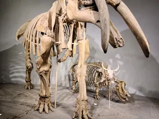 Denver Museum of Nature and Science