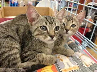 Saving At Risk Animals