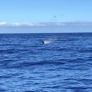 Blue Marlin Breaking water