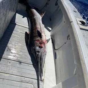 Stripped Marlin