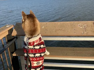 Napa-Sonoma Marshes Wildlife Area