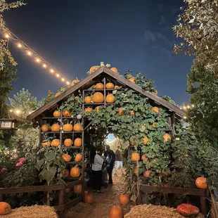 Pumpkins everywhere!