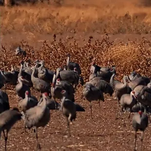 Closeup of Sandhill Cranes in Whitewater Draw, AZ, near the Mexican border