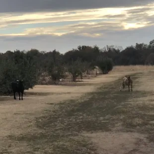 Apple trees &amp; cows