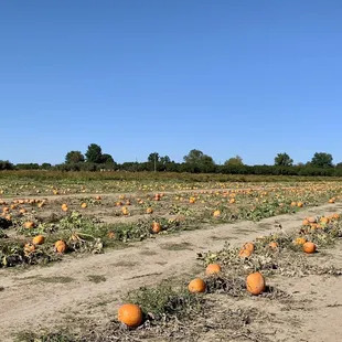 Pumpkin Patch