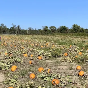 Pumpkin Patch