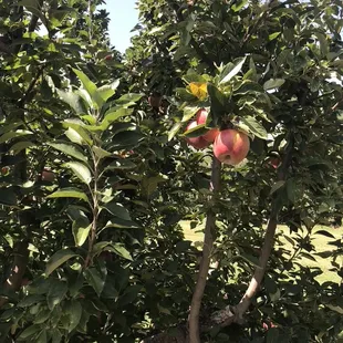 cluster of apples in a tree