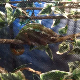 Tamatave panther chameleon