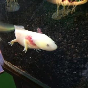 Axolotl
