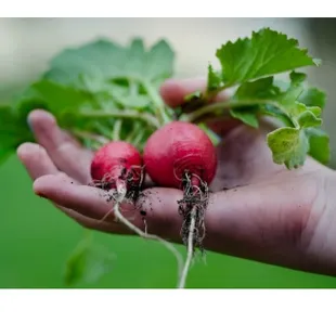 two radishes in a hand