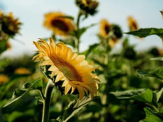 Von Bergen Country Market