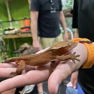 Say hello to Sriracha.