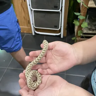 Cute little snake