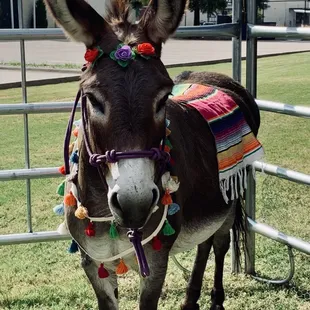 Mini donkey available