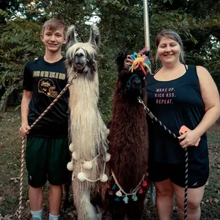 Llamas are great for any party or event