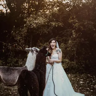 Priceless excitement llamas bring!