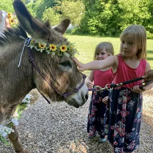 Kid friendly animals