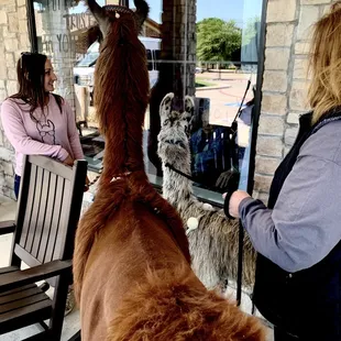 Llamas visiting the local nursing home during COVID