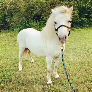 Mini horse available - the perfect unicorn!