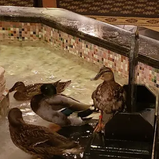 ducks in the fountain