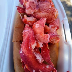 Maine lobster roll