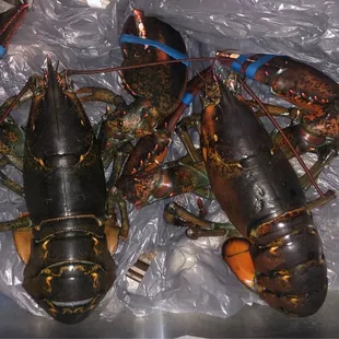 2 pound lobsters