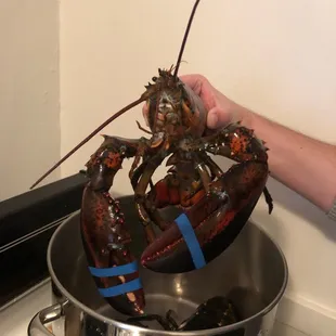 a lobster being cooked in a pot