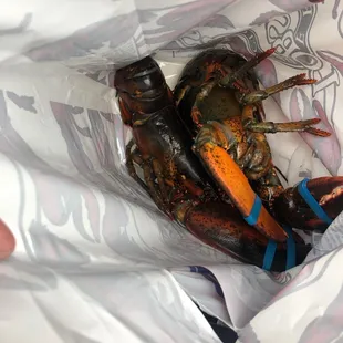 a lobster in a plastic bag
