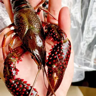 a person holding a lobster in their hand
