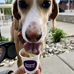 Dog Friendly and Pup cups are FREE