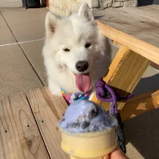 Blue colored vanilla with cookies. Tasty and doesn't make your mouth blue!