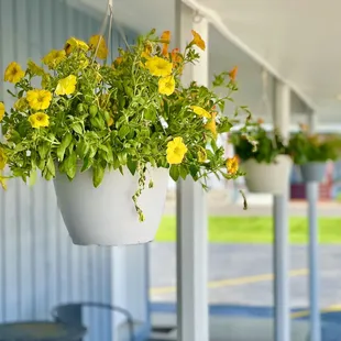 Hanging Plants