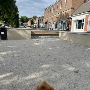 a dog sitting on a bench