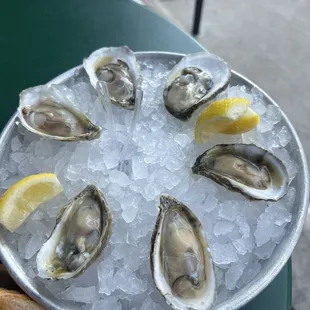 Oysters