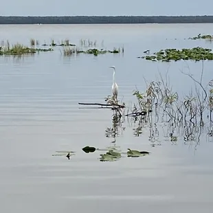 Same two birds fly in for a visit every night.