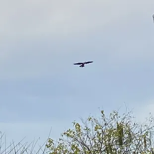 Lots of nearby eagle nest neat diner and nearby neighborhood.