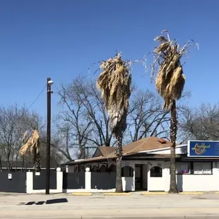 palm trees in the foreground
