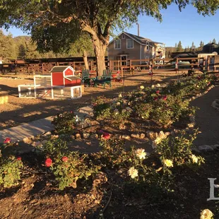 91 rose bushes planted in honor of Momma Aleene