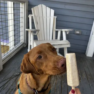 a dog eating a banana on a porch