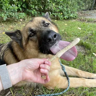 Pup pops!