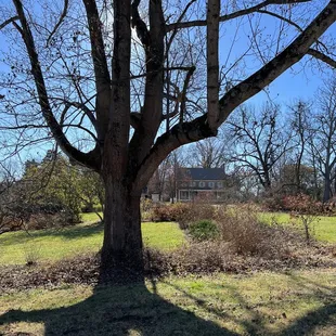 A big ol Cypress tree