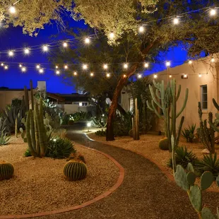 Cactus Garden - Night