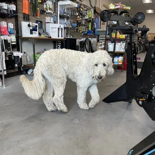 Ellie- the friendliest, cuddliest, chillest greeter around.