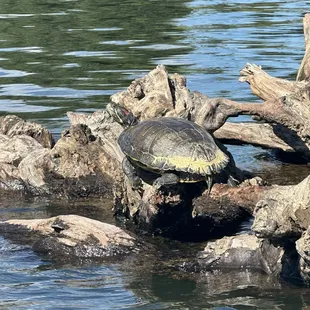 Turtle I saw while kayaking