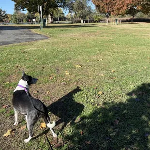 Large green picnic area near the lake