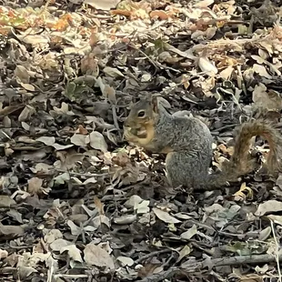 Squirrel with acorn