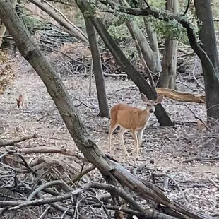 A stroll through the nature trail and we came across a few deers.