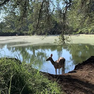 Almost posing for the pic these deer are so used to people